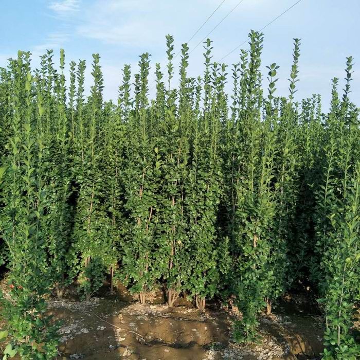 北海道黃楊批發