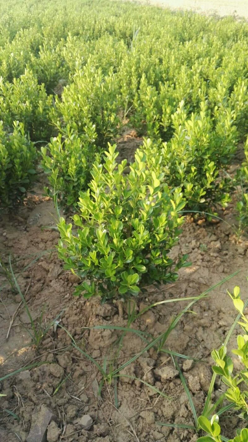 小葉黃楊種植基地