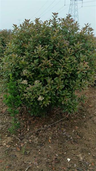 1531732972551773.jpg 微信圖片_201807061052013.jpg