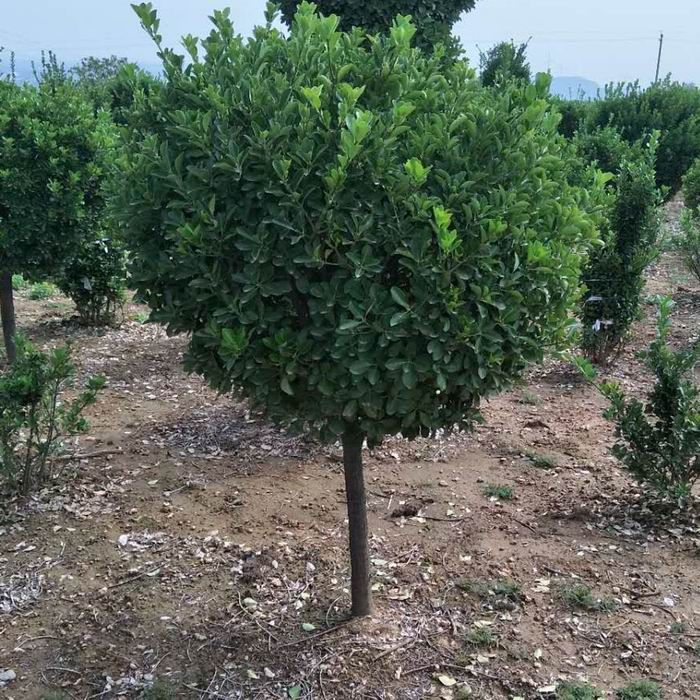 獨桿大葉黃楊球價格