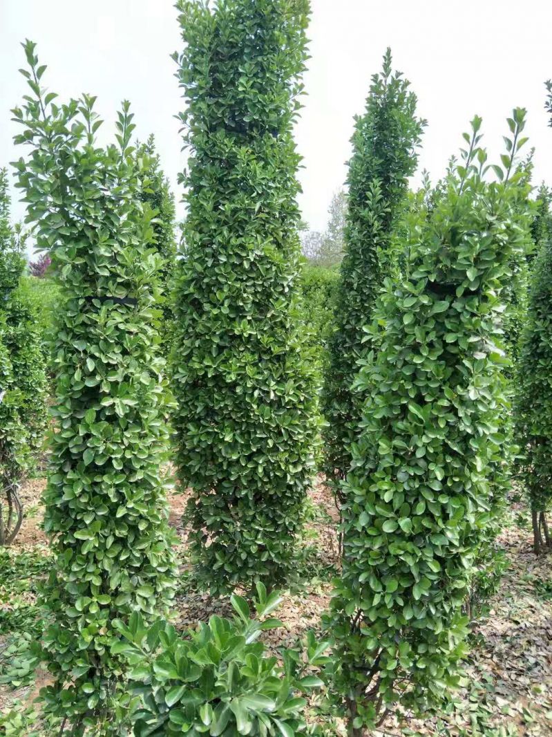 2米高大葉黃楊柱子