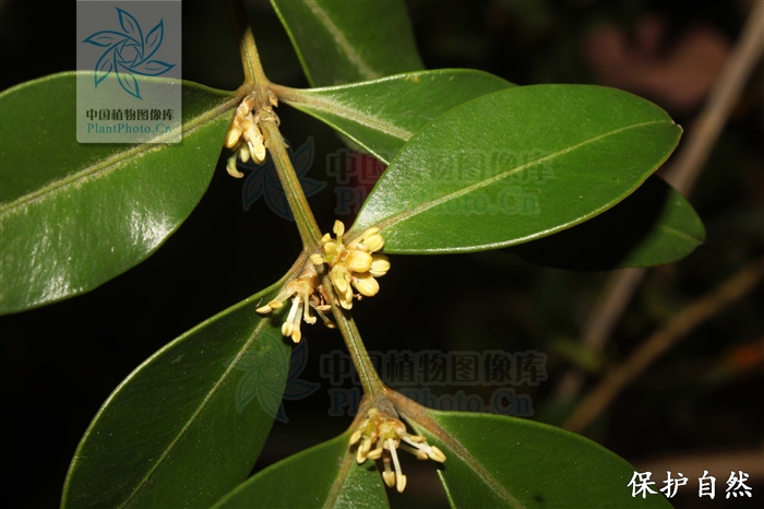 1547536988651218.jpg 大葉黃楊花.jpg