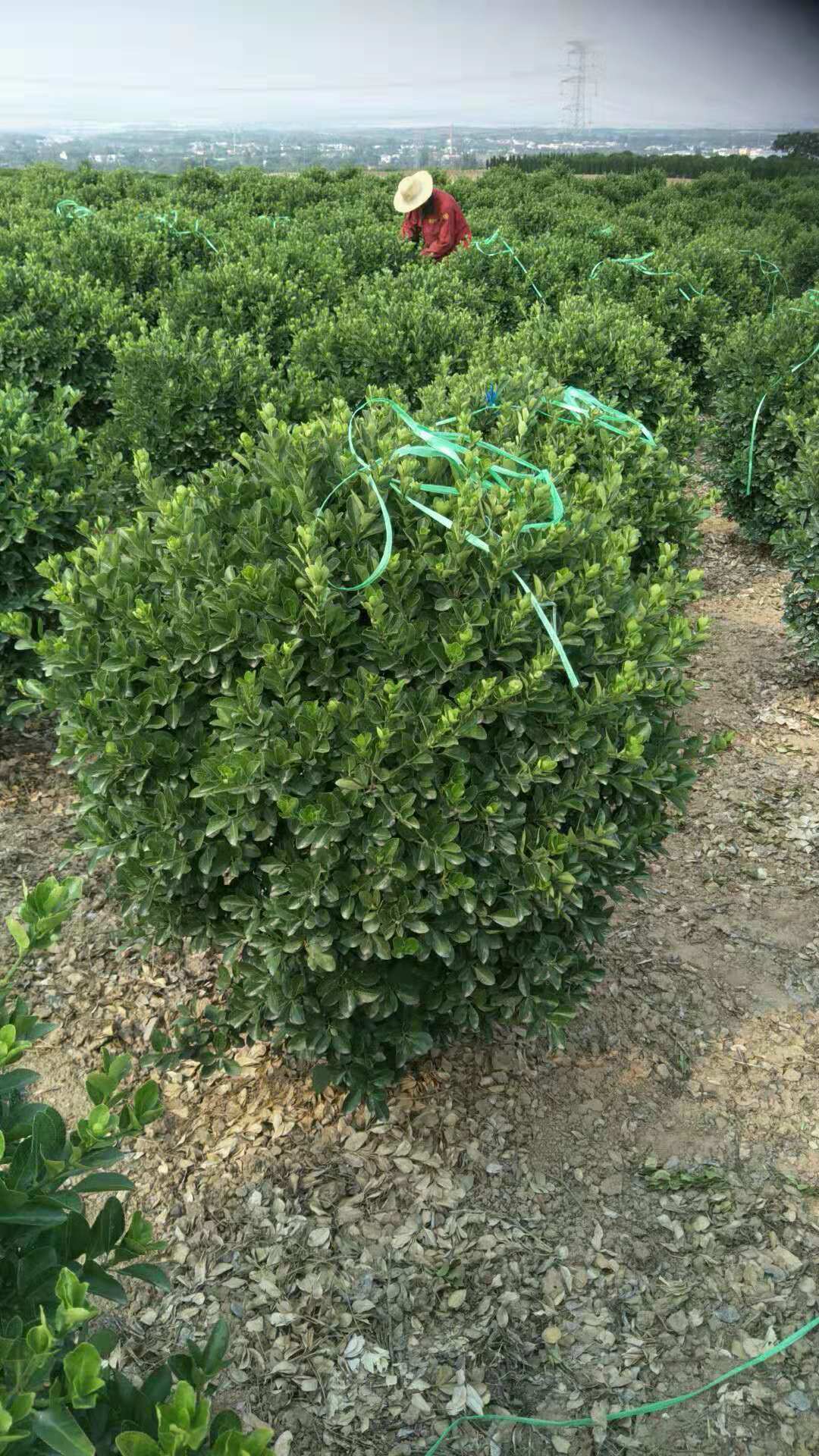 一米優質大葉黃楊球 一米優質大葉黃楊球