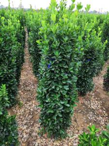 大葉黃楊柱子 大葉黃楊柱子