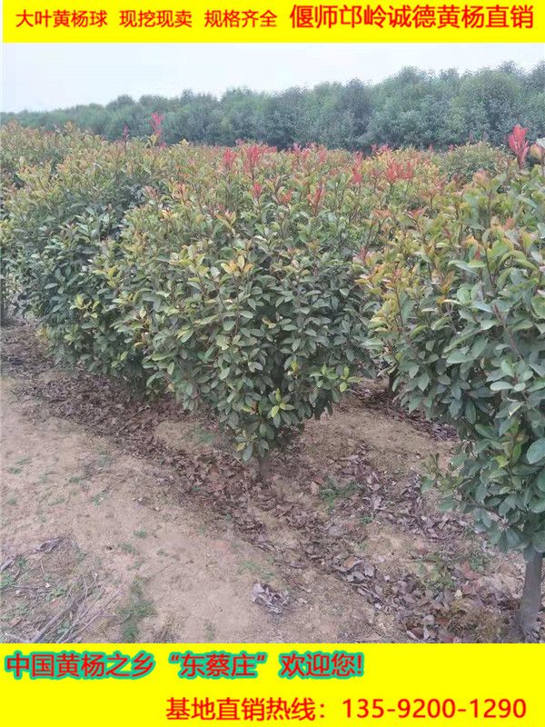 紅葉石楠球 現挖現賣 規格齊全