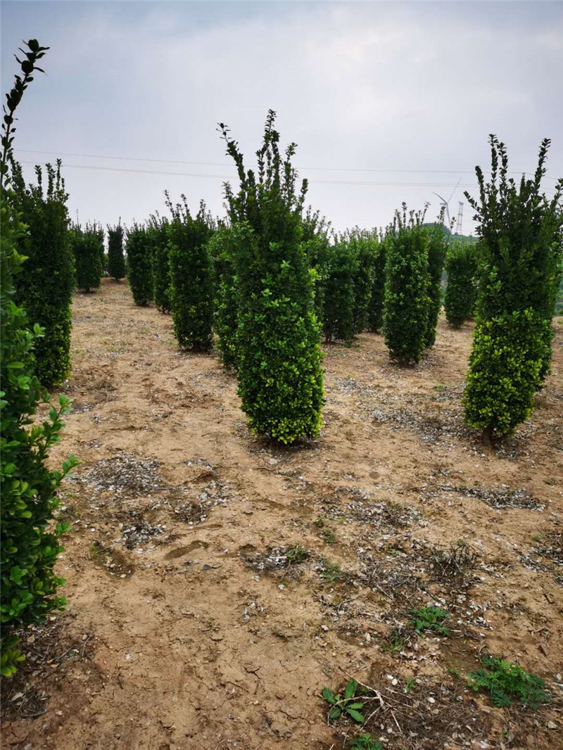 二米高大葉黃楊柱子球挖樹中 二米高大葉黃楊柱子球挖樹中