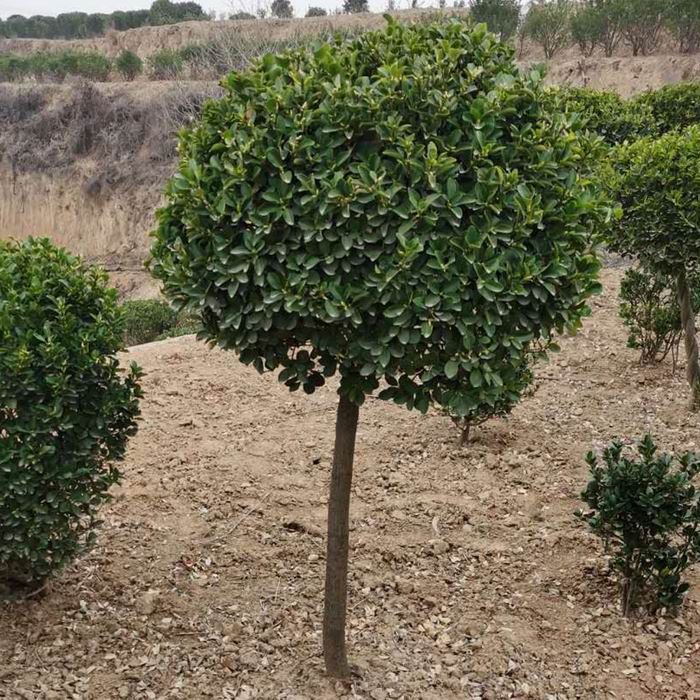 獨桿大葉黃楊球廠家