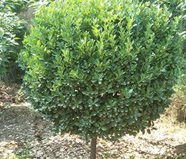 獨桿大葉黃楊球批發