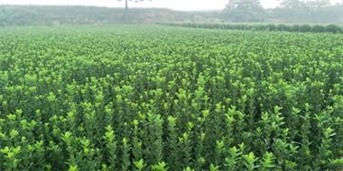 洛陽大葉黃楊基地